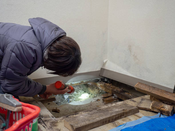 Trusted Roosevelt Park, MI Mold Removal Experts